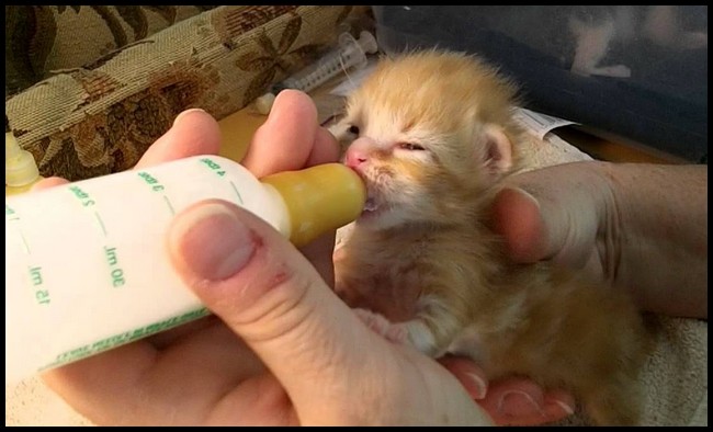 How To Feed Newborn Kittens With bottle