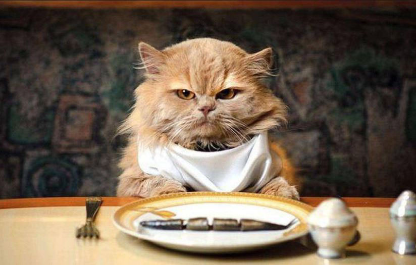 Why No Grain Cat Food ? This is the Explanation