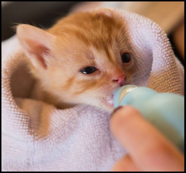 What To Feed Newborn Kittens
