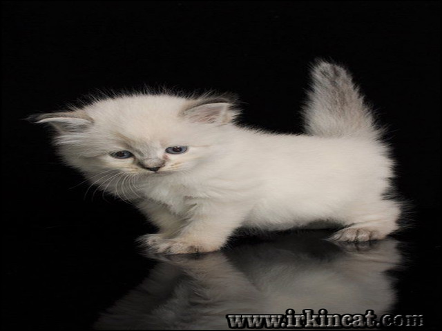 Adopt Kittens Near Me
