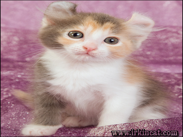 American Curl Kittens For Sale