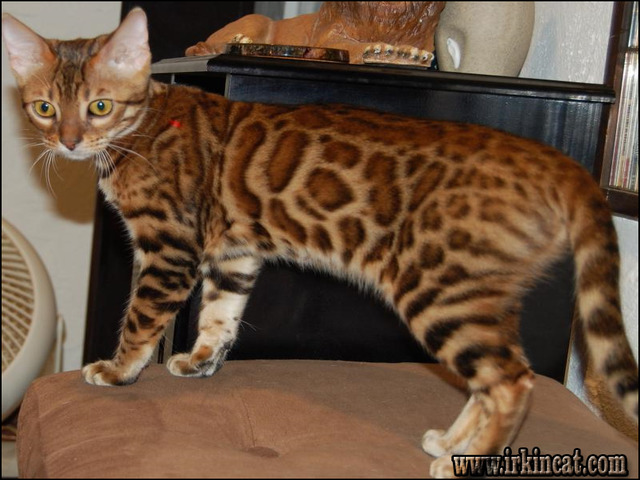 Bengal Cat For Sale In Pa
