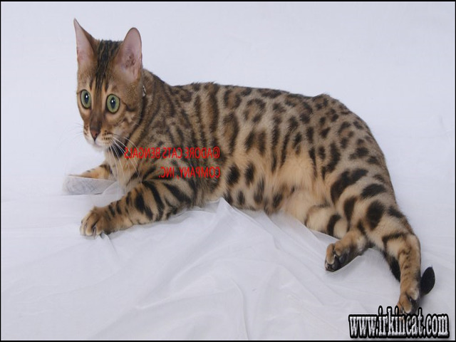 Bengal Cats For Sale In Michigan