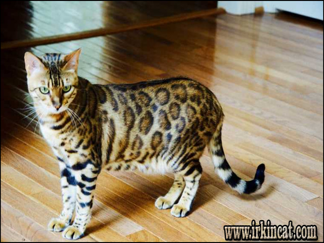 Bengal Cats For Sale Iowa