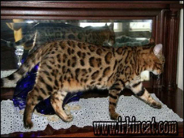 Bengal Kittens For Sale In Ma