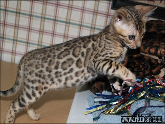 Bengal Kittens For Sale In Nc