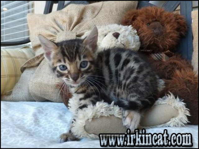 Bengal Kittens For Sale Sc