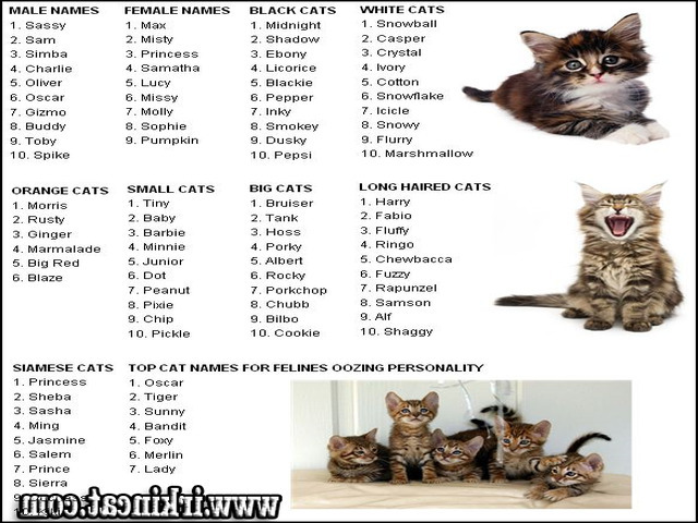 Unique Male Kitten Names