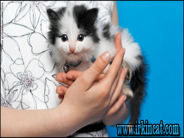 Where To Adopt A Kitten