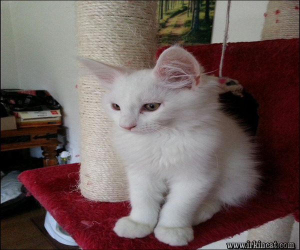 White Maine Coon Kittens For Sale