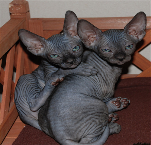 Black Hairless Cats For Sale