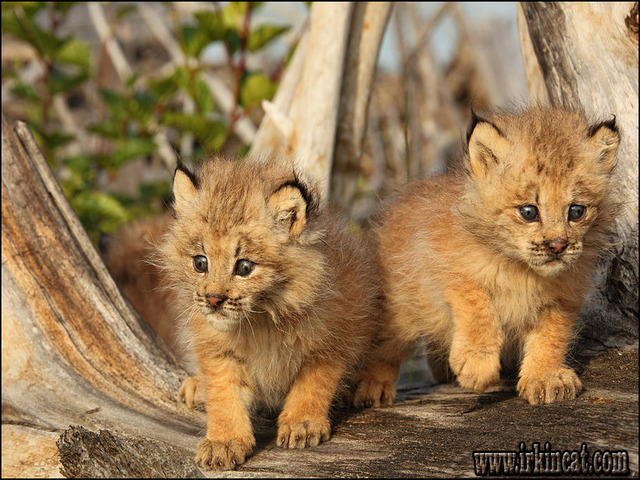 Canadian Lynx Kittens For Sale
