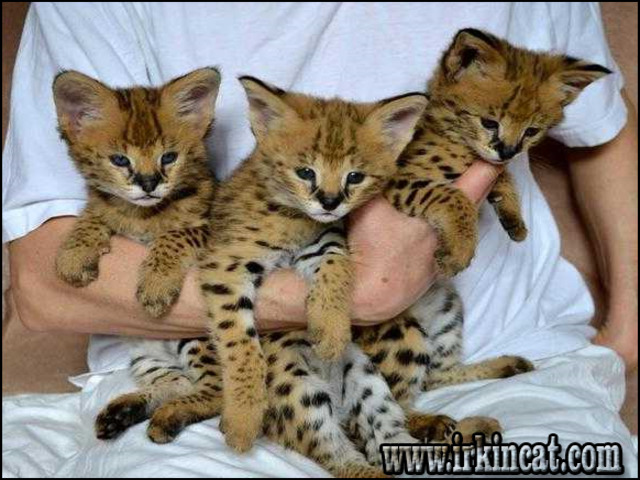 Caracal Kittens For Sale