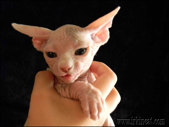 Cheap Sphynx Kittens For Sale