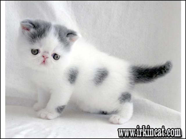 Exotic Shorthair Kittens For Adoption