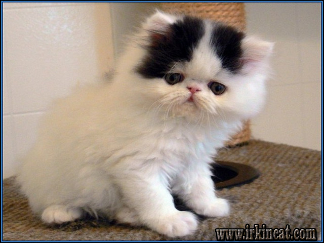 Grumpy Cat Breed For Sale