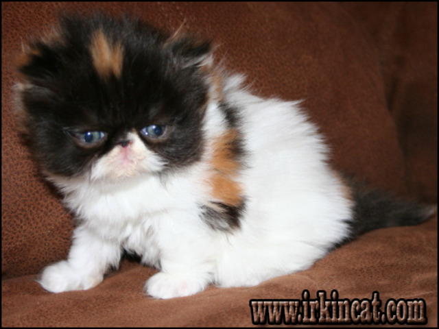 Grumpy Cat For Sale