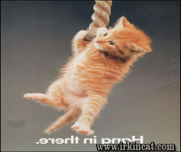 Hang In There Kitten Poster