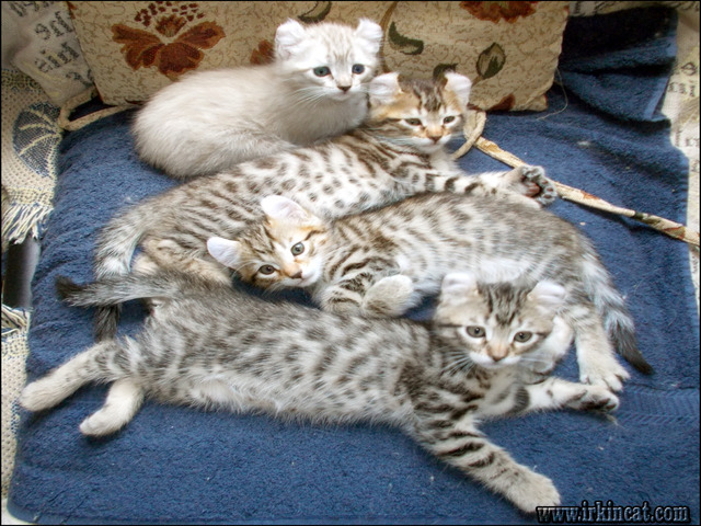 Highlander Kittens For Sale