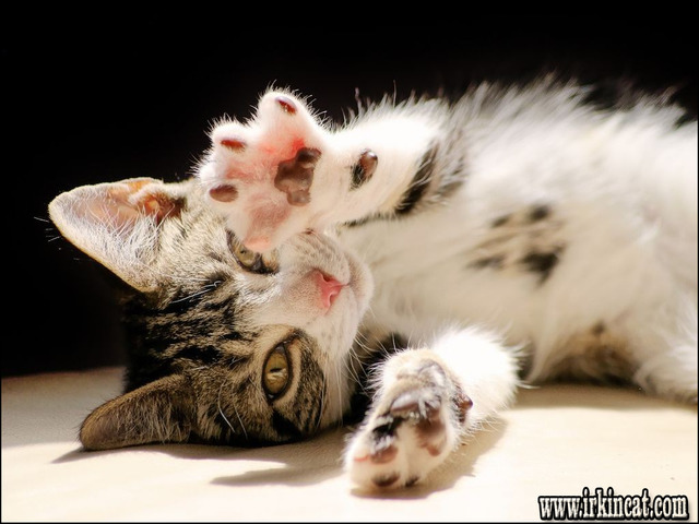 How Much To Declaw A Kitten