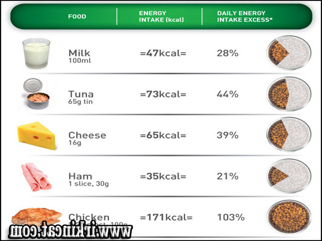 How Much To Feed Kittens