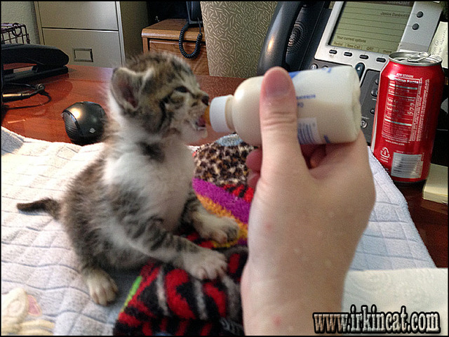 How To Care For Kittens