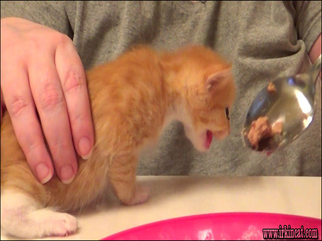How To Litterbox Train A Kitten