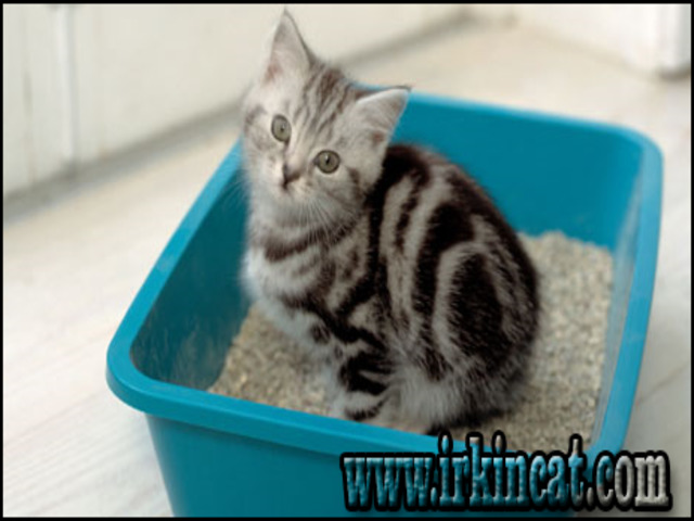 How To Potty Train A Kitten