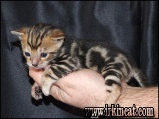Kittens For Sale In Philadelphia