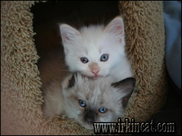 Kittens For Sale In Utah