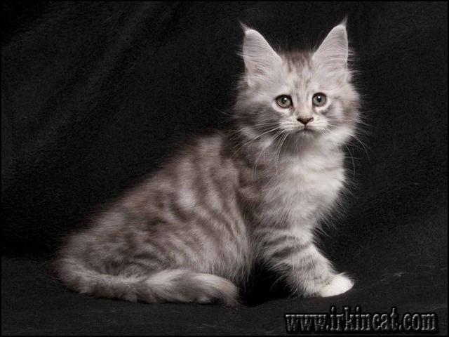 Maine Coon Kittens For Sale Michigan