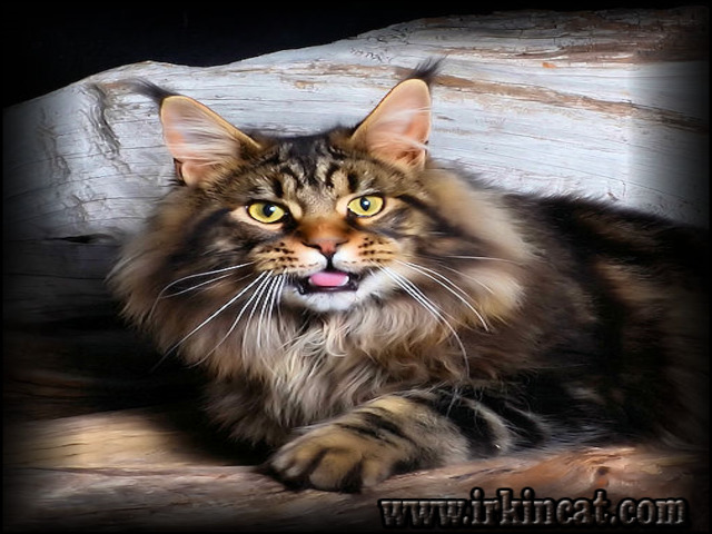 Maine Coon Kittens For Sale Oregon
