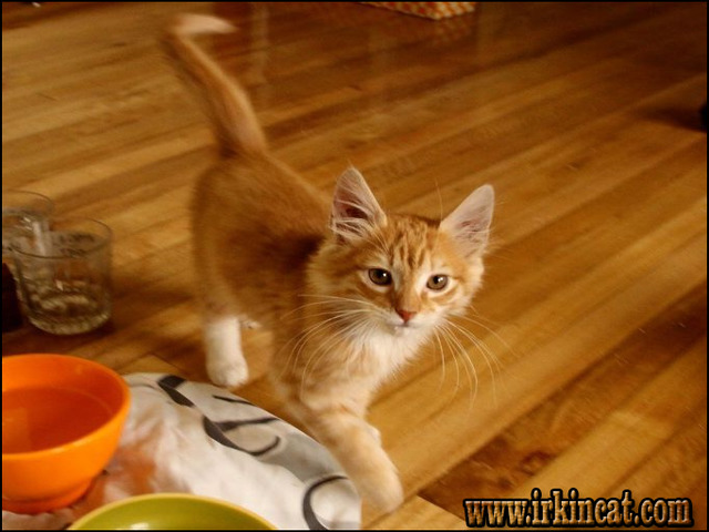 Orange Kittens For Sale