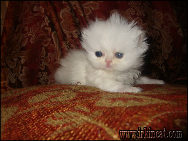 Persian Kittens For Sale In Indiana