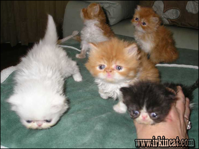Persian Kittens For Sale In Nj