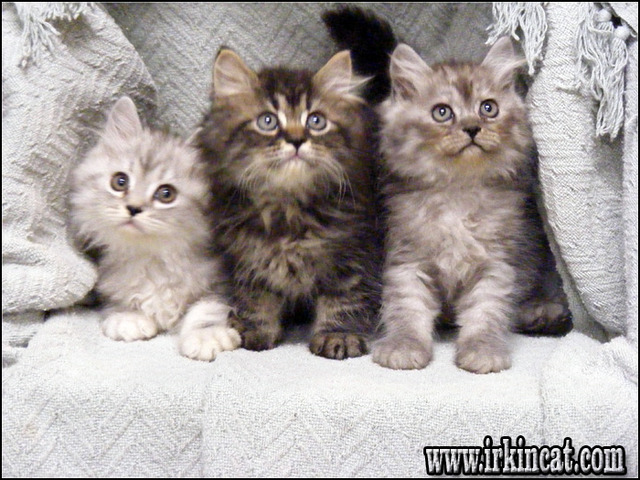 Persian Kittens For Sale In Ny
