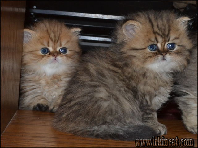 Persian Kittens For Sale In Wisconsin