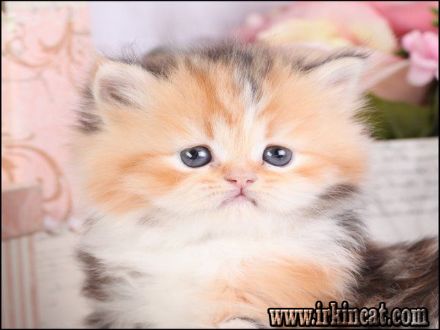 Lies You've Been Told About Persian Kittens For Sale Near ...