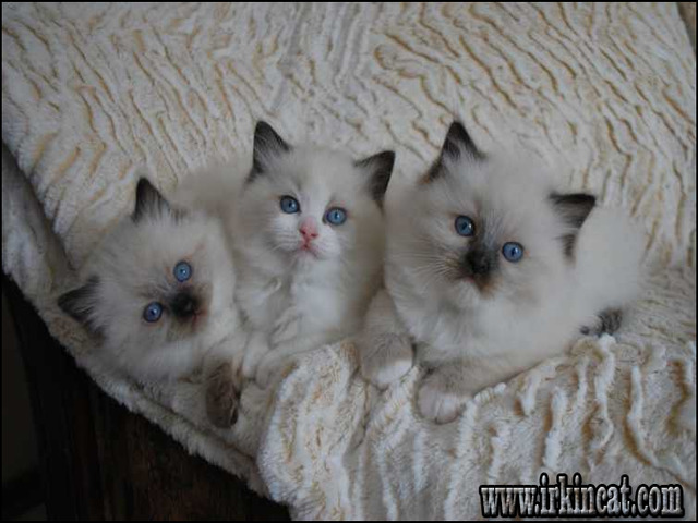 ragamuffin kittens for sale craigslist