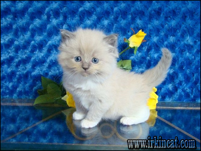 Ragdoll Kittens For Sale In Florida