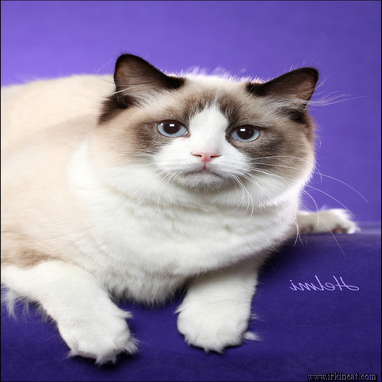 Ragdoll Kittens For Sale Texas