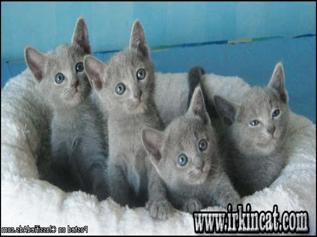 Russian Blue Kittens For Sale Ma