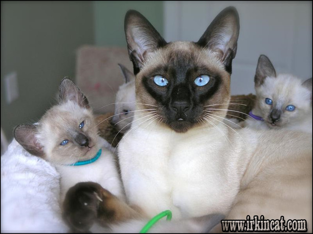 Siamese Kittens For Sale Near Me