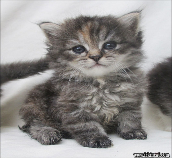 Siberian Kitten For Sale