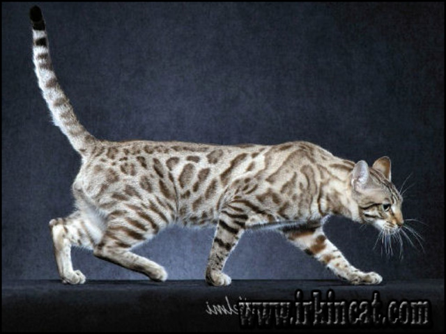 Snow Bengal Cat For Sale