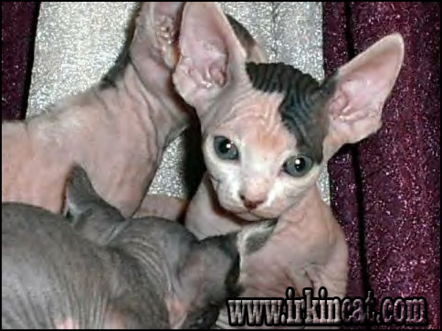 Sphynx Kittens For Sale In Ohio