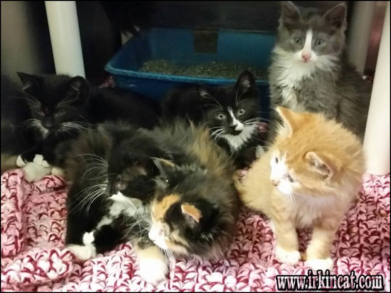 Adopt A Kitten Nj