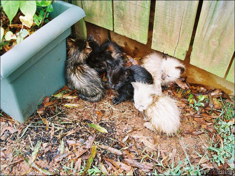 Free Kittens Charlotte Nc