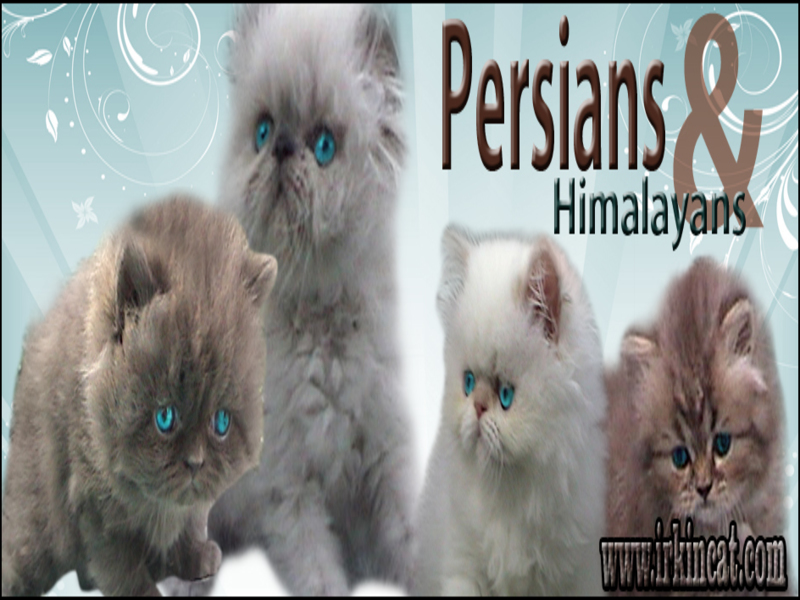 Himalayan Kittens For Adoption