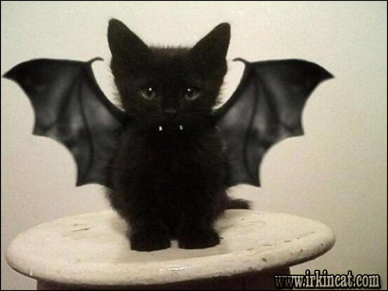 Kitten Costumes For Cats